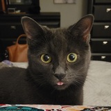 Entry image for Ollie