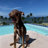 Entry image for Chico