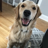 Entry image for Chica