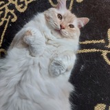 Entry image for Samson