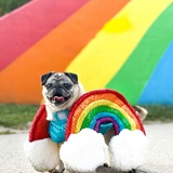 Entry image for Miss Pickles