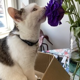 Entry image for Little Orphan Annie