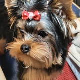 Entry image for Coco