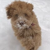 Entry image for Mango