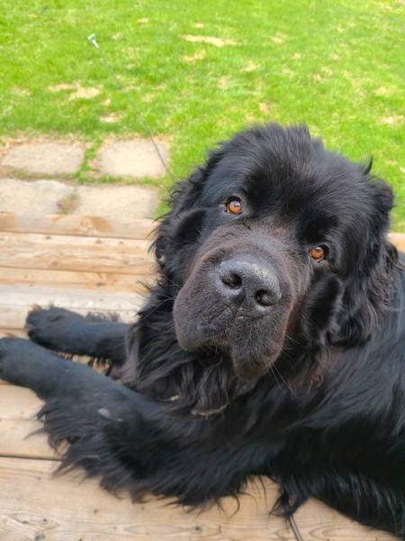 Entry image for Bluenose. Clicking this image will show a larger photo