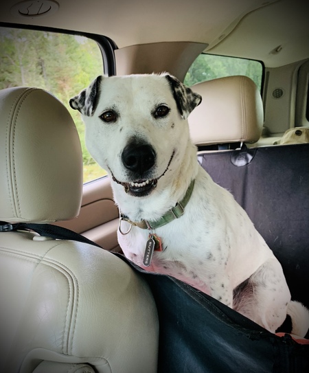 Entry image for Butters. Clicking this image will show a larger photo