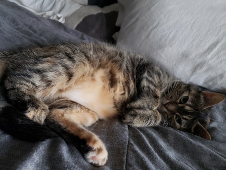 Entry image for Muffin. Clicking this image will show a larger photo