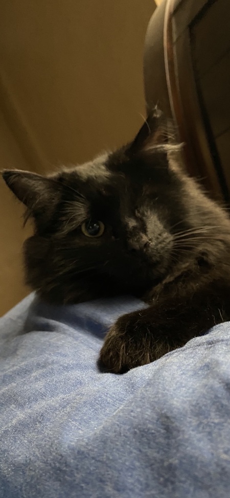 Entry image for PipPop. Clicking this image will show a larger photo