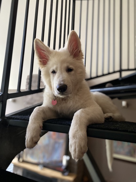 Entry image for Fenris. Clicking this image will show a larger photo