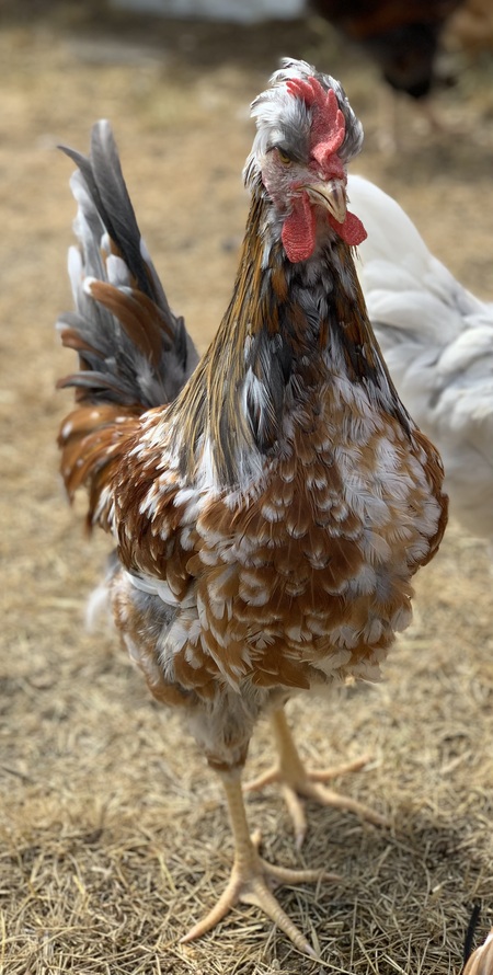 Entry image for Graham. Clicking this image will show a larger photo