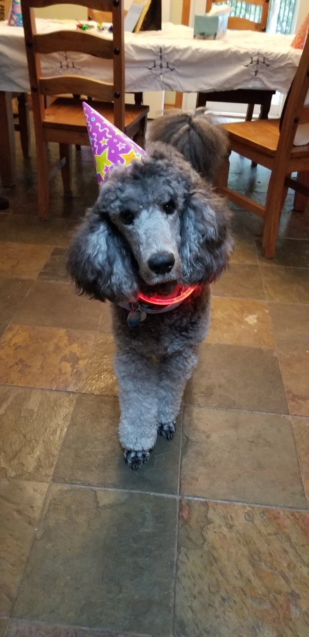 Entry image for Sterling. Clicking this image will show a larger photo