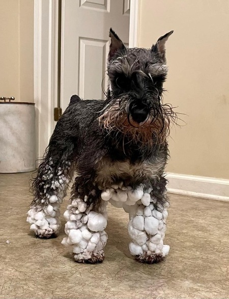 Entry image for Candy. Clicking this image will show a larger photo