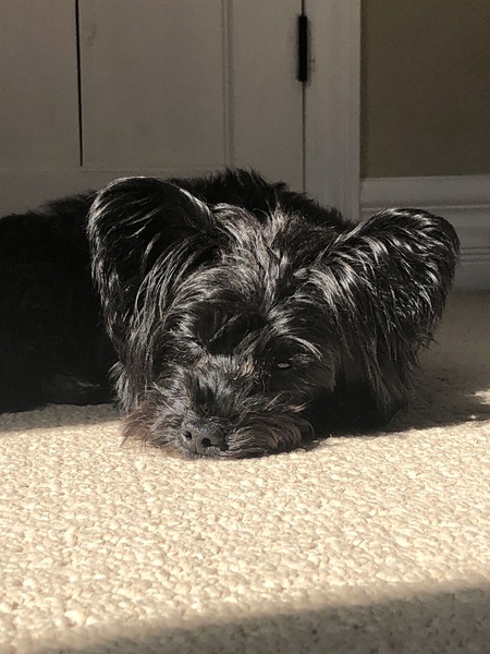 Entry image for Chewy. Clicking this image will show a larger photo