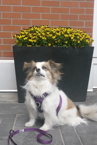 Entry image for Lhasa . Clicking this image will show a larger photo