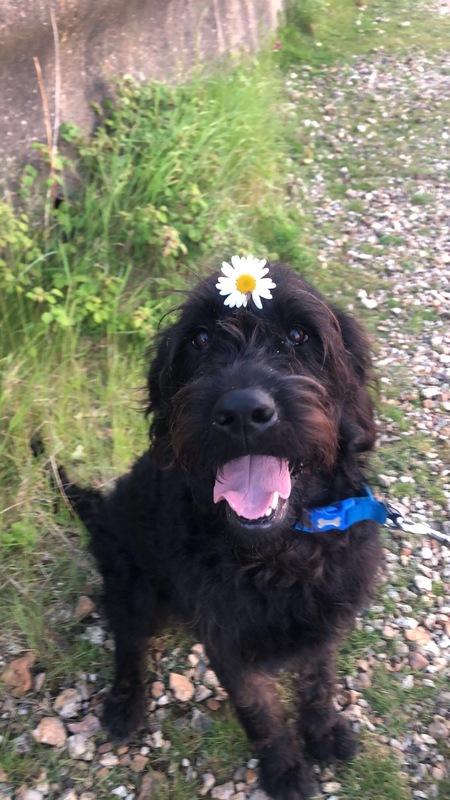 Entry image for Stanley. Clicking this image will show a larger photo