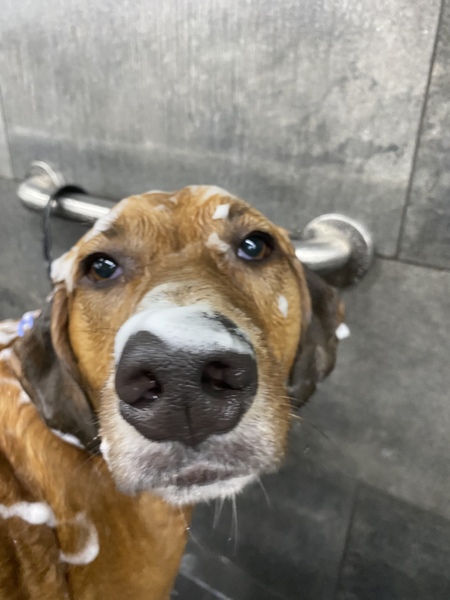 Entry image for Monty. Clicking this image will show a larger photo