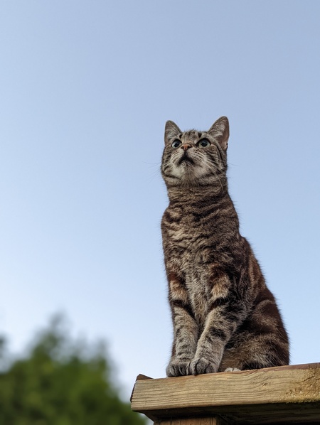 Entry image for Leda Sage. Clicking this image will show a larger photo