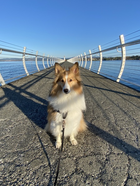 Entry image for Wiley. Clicking this image will show a larger photo