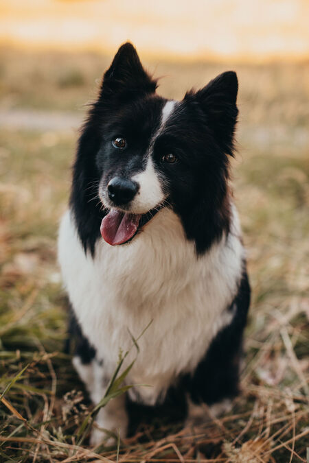 Entry image for Kess. Clicking this image will show a larger photo