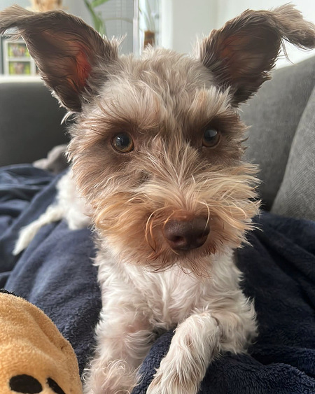 Entry image for Lucy . Clicking this image will show a larger photo