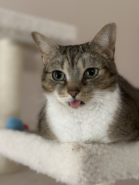 Entry image for Miku. Clicking this image will show a larger photo