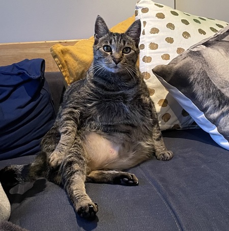 Entry image for Zaboomafoo. Clicking this image will show a larger photo