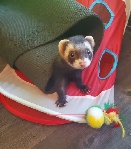 Entry image for Chocolate. Clicking this image will show a larger photo