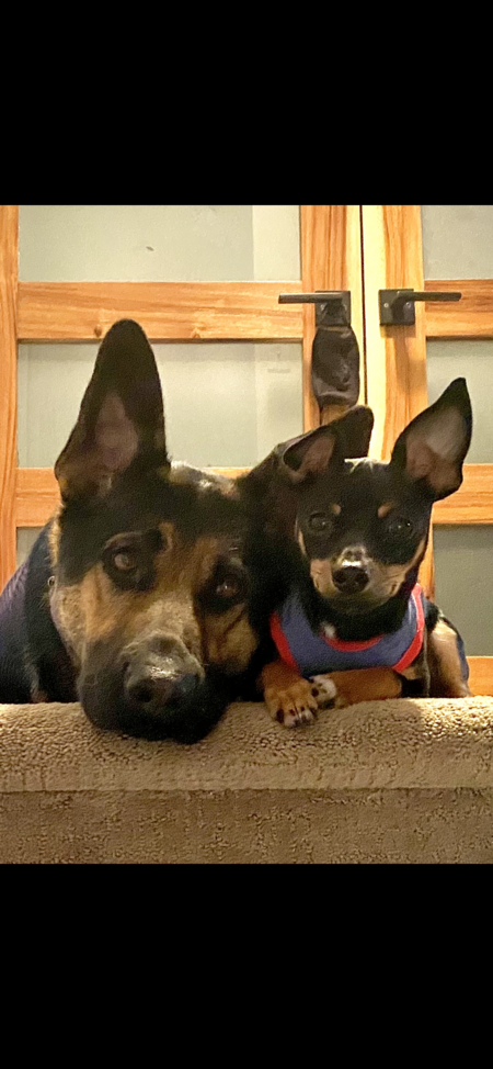 Entry image for Bowie & Alfie. Clicking this image will show a larger photo