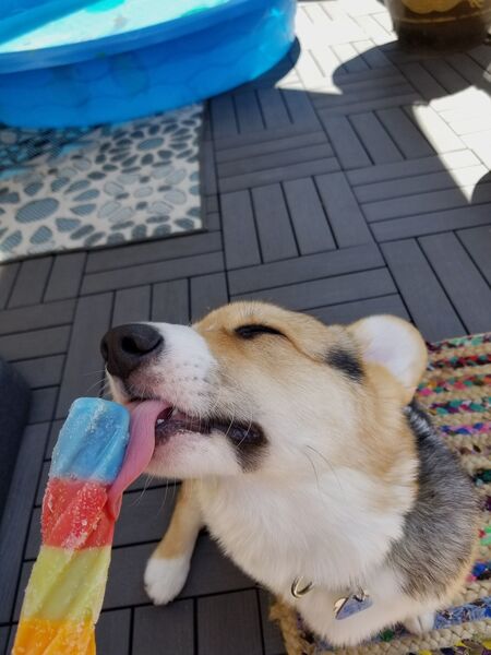 Entry image for Boba. Clicking this image will show a larger photo