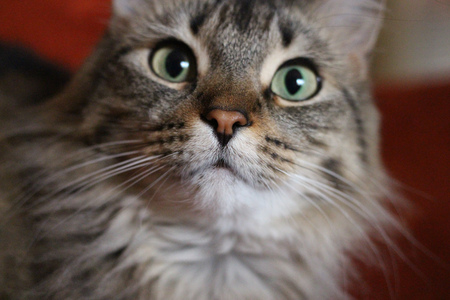 Entry image for Cricket. Clicking this image will show a larger photo