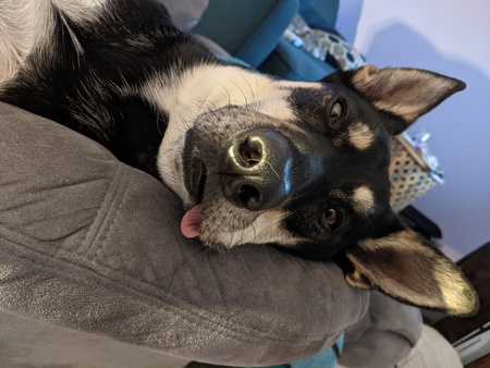 Entry image for Tucker. Clicking this image will show a larger photo