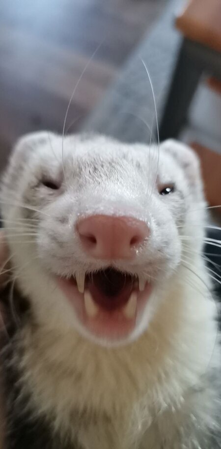 Entry image for Slinky. Clicking this image will show a larger photo