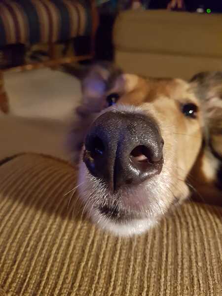 Entry image for Koda. Clicking this image will show a larger photo