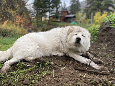 Entry image for Padme. Clicking this image will show a larger photo