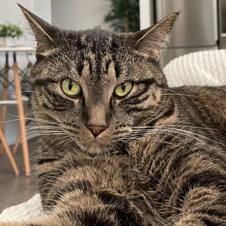 Entry image for Louie. Clicking this image will show a larger photo