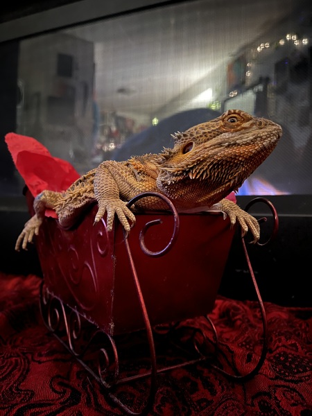 Entry image for Chicken. Clicking this image will show a larger photo