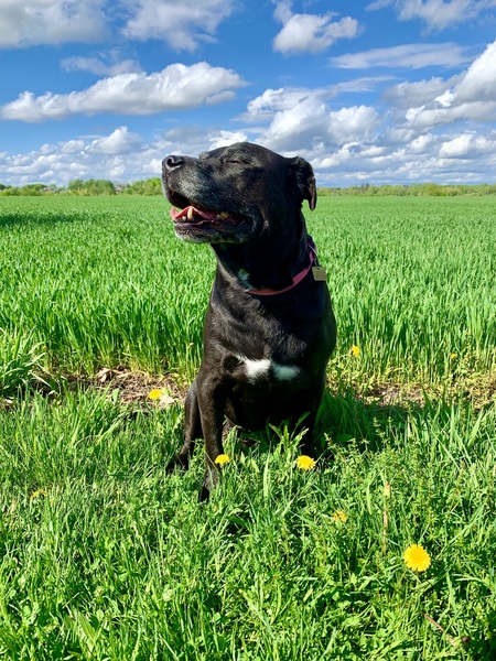 Entry image for Skye. Clicking this image will show a larger photo