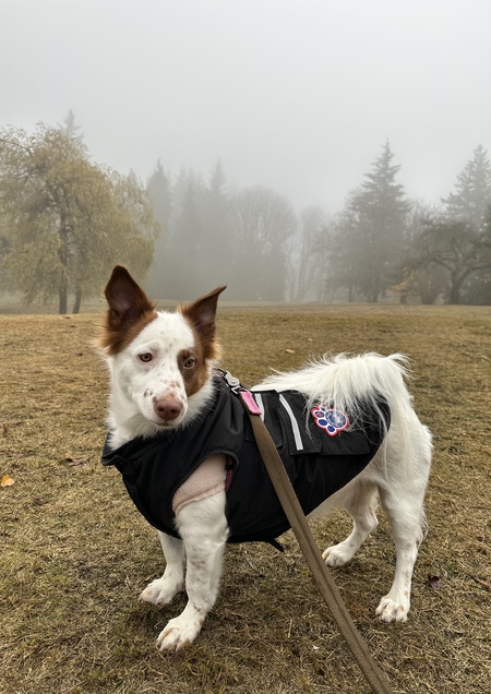 Entry image for Shea. Clicking this image will show a larger photo