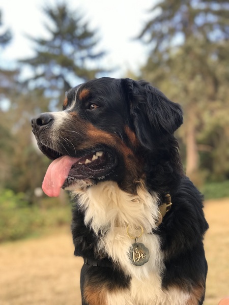 Entry image for Bo. Clicking this image will show a larger photo