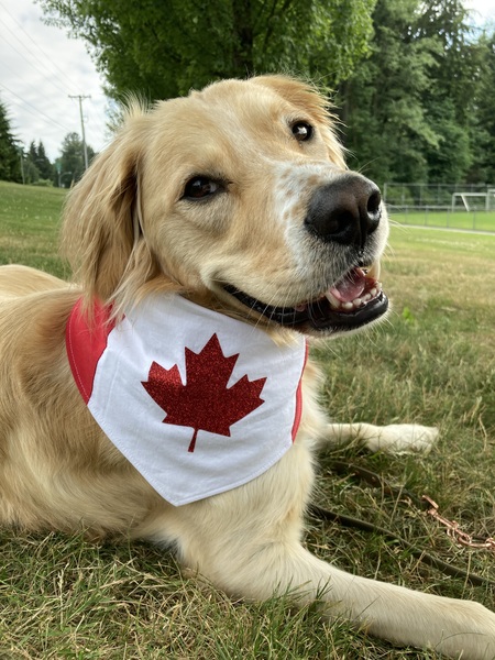 Entry image for Bailey. Clicking this image will show a larger photo