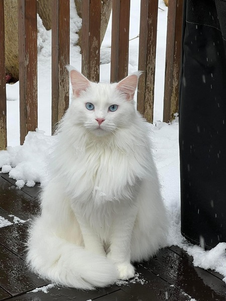 Entry image for Coco. Clicking this image will show a larger photo