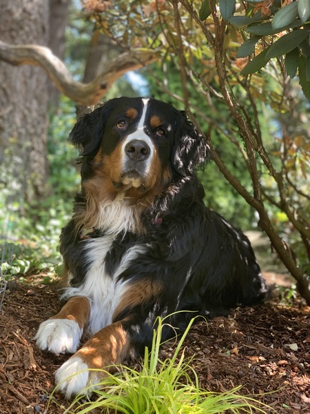 Entry image for Sophie. Clicking this image will show a larger photo