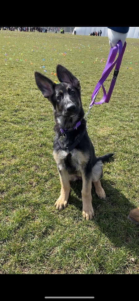 Entry image for Rainha. Clicking this image will show a larger photo