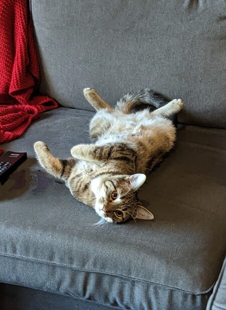 Entry image for Zag. Clicking this image will show a larger photo