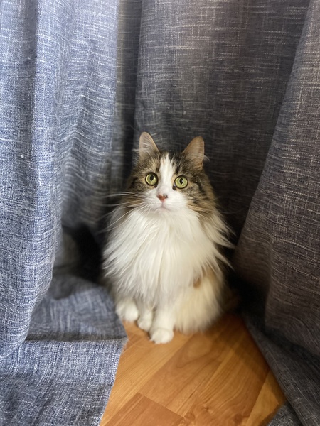 Entry image for Luna. Clicking this image will show a larger photo