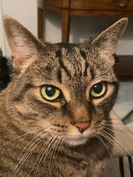 Entry image for Tiberius. Clicking this image will show a larger photo