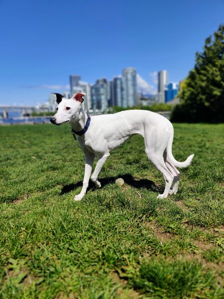 Entry image for Azizi. Clicking this image will show a larger photo