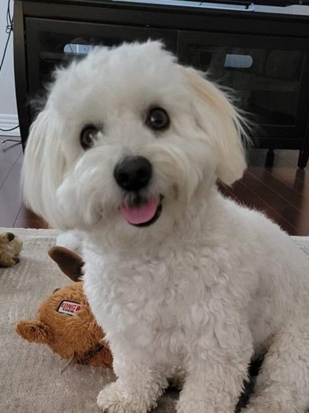 Entry image for BUDDY. Clicking this image will show a larger photo