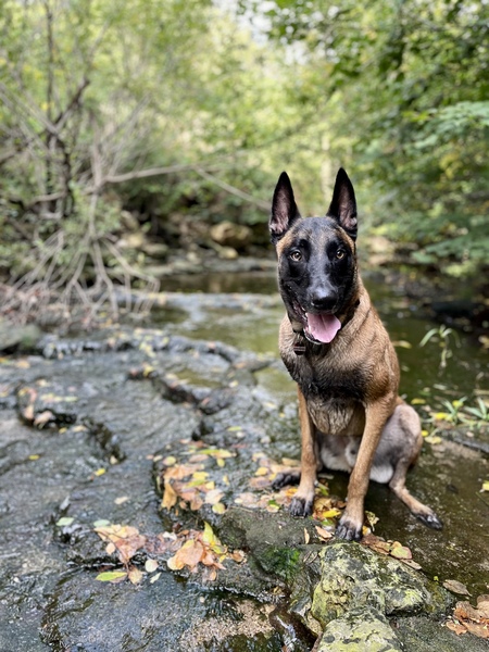 Entry image for Rio. Clicking this image will show a larger photo