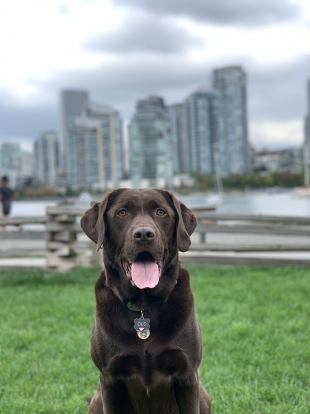 Entry image for Gus. Clicking this image will show a larger photo